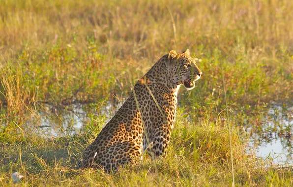 Картинка болото, леопард, Африка, дельта, Ботсвана, Окаванго