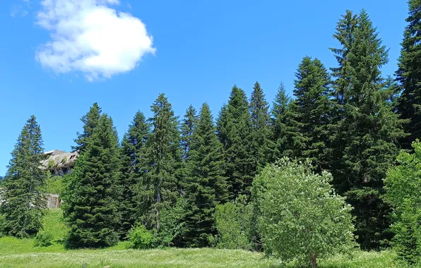 Wood, mountain, igman, sarajevo, bosnia