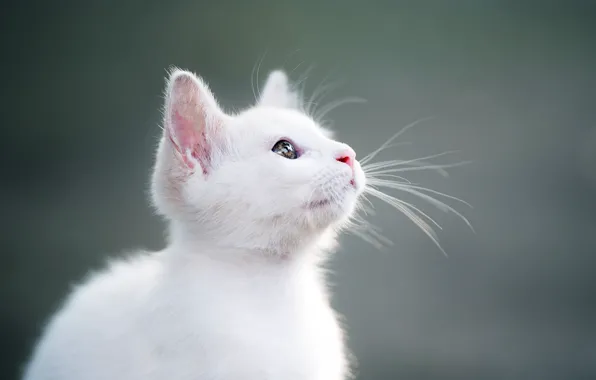 Картинка милая, белый, котёнок