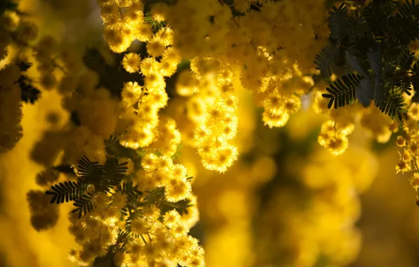 Макро, цветы, ветки, жёлтый фон