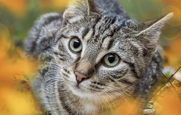 Осень, кошка, кот, природа, серый, фон, листва, боке