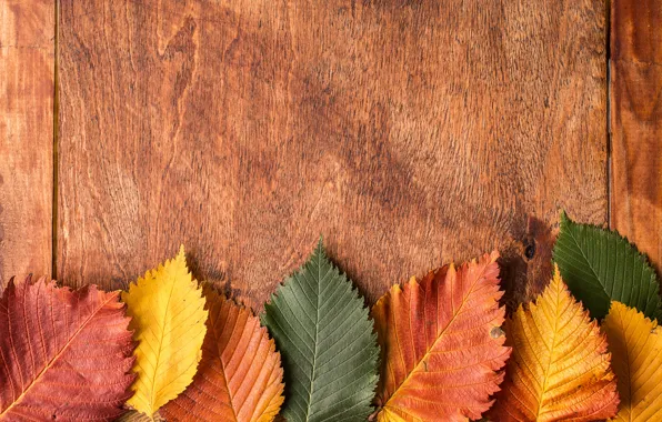 Картинка осень, листья, фон, colorful, wood, autumn, leaves