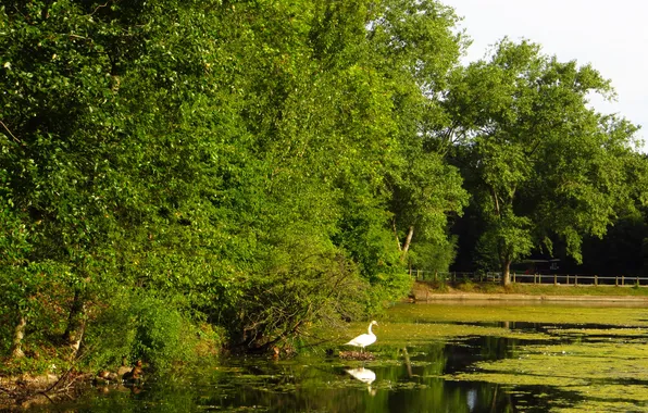 Деревья, природа, пруд, парк, фото, Англия, Лондон