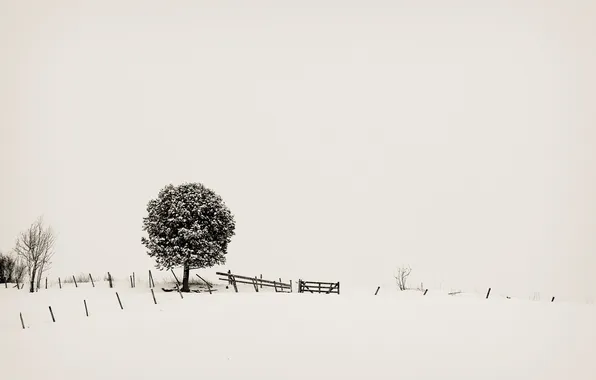 Снег, дерево, минимализм, minimalism