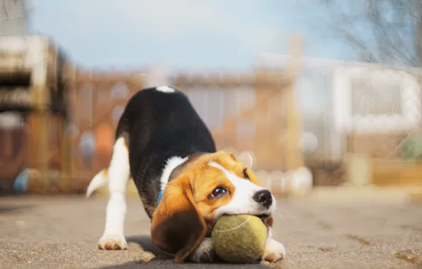 Мяч, собака, бигль