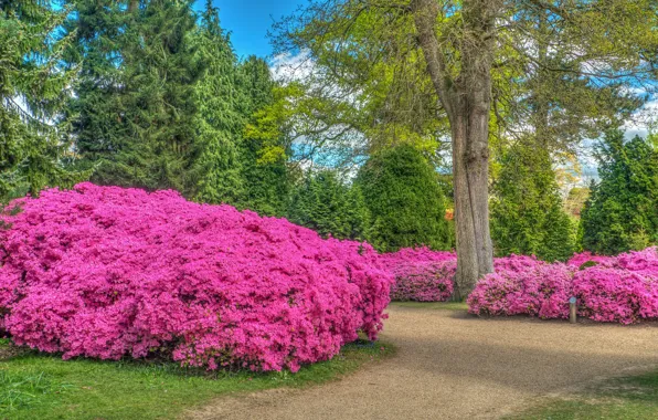 Дорога, деревья, цветы, парк, Англия, HDR, park, England