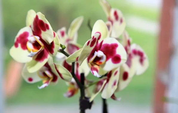 Орхидея, цветущая, Phalaenopsis