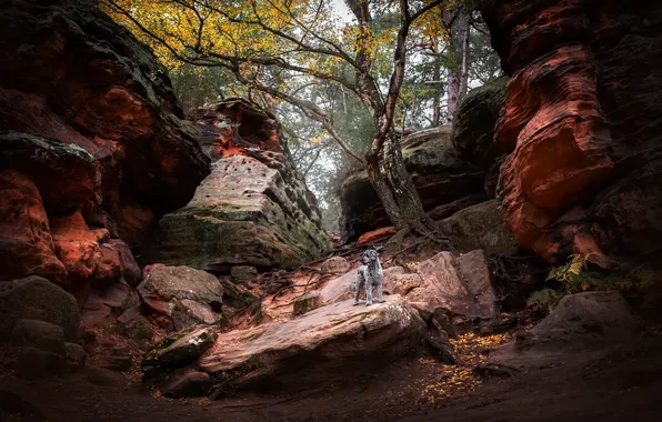 Осень, горы, собака