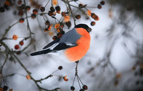 Картинка bird, bullfinch, twig, winter