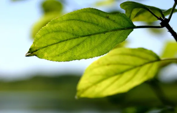 Картинка зелень, лето, свежесть, природа, фон, ветка, солнечный день, листики