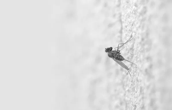 Картинка Белый, комар