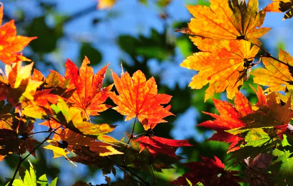 Осень, небо, листья, природа