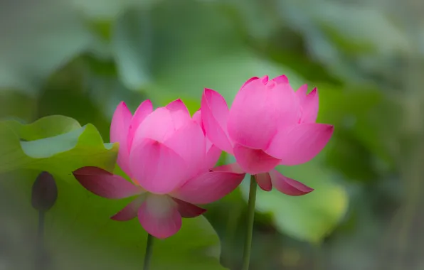 Листья, природа, лепестки, лотос