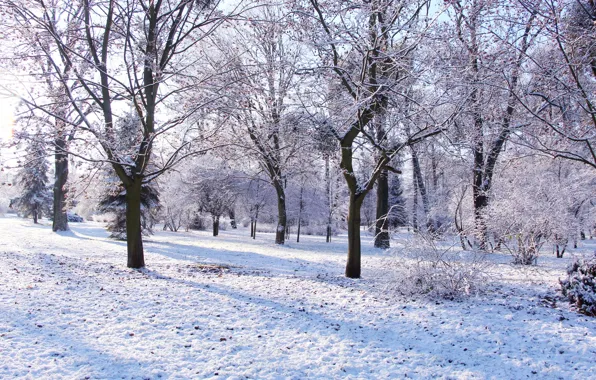 White, park, winter, tree, cold