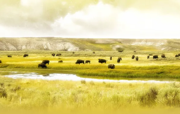 Картинка поле, река, бизоны