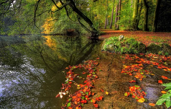 Осень, лес, вода, деревья, природа, растения, forest, trees