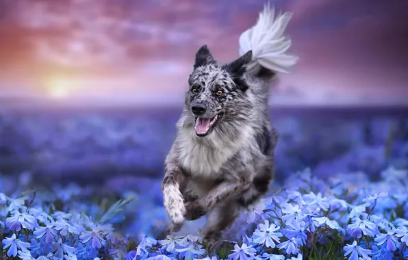 Картинка поле, цветы, природа, собака, бег, пёс