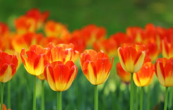 Картинка весна, лепестки, сад, стебель, луг, тюльпаны