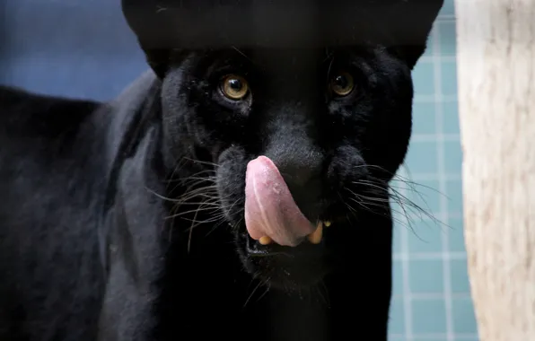 Картинка язык, кошка, морда, пантера, чёрный ягуар