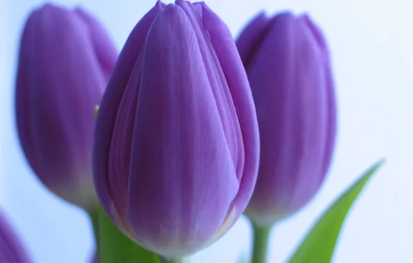 Цветы, фиолетовые, тюльпаны