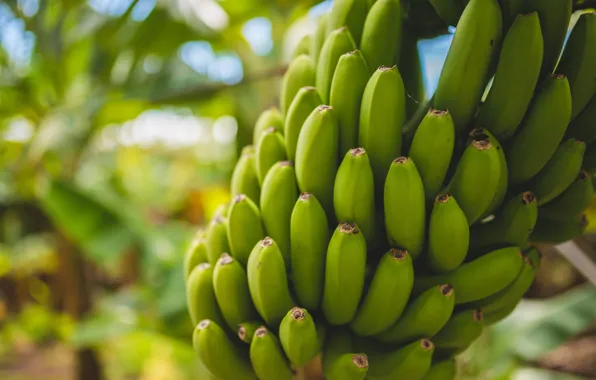 Обои, еда, бананы, wallpaper, картинка, food, picture, bananas