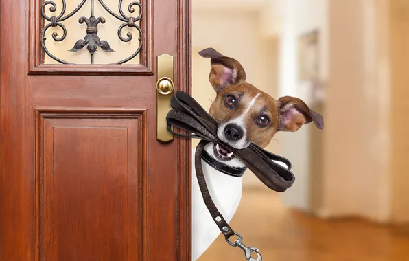 Картинка home, entrance, friend, funny, joke, go walkies, jack russell, joy