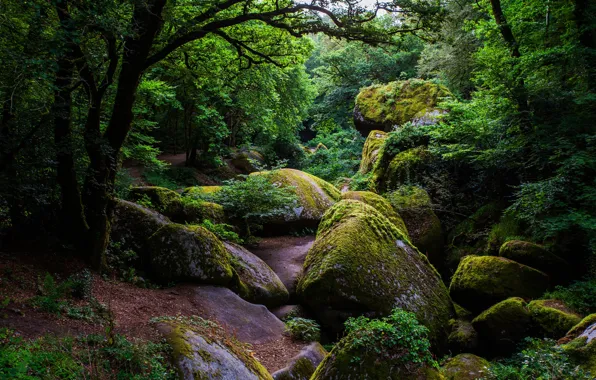 Картинка зелень, лес, деревья, камни, Франция, мох, кусты, Huelgoat Forest
