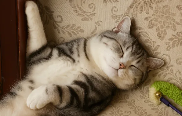 Кошка, кот, взгляд, поза, лапки, спит, лежит, мордашка
