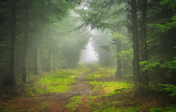 Картинка лес, деревья, туман, тропа, England, James Mills, Edale Valley