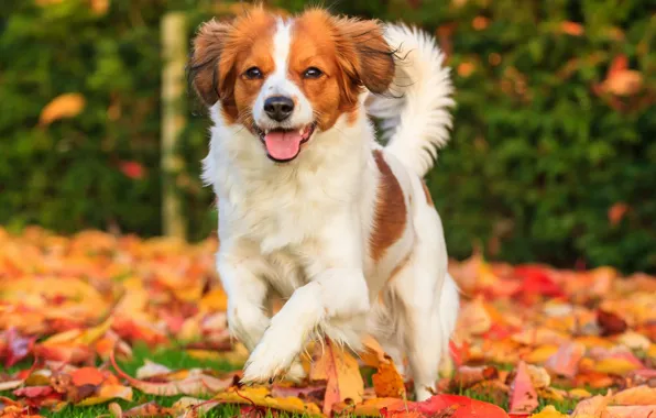 Осень, листья, радость, настроение, собака, Коикерхондье