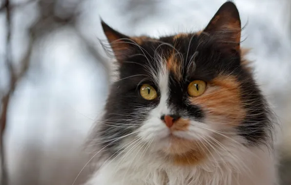 Кошка, глаза, кот, взгляд, морда, ветки, фон, портрет