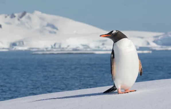 Море, снег, птица, пингвин, Антарктида