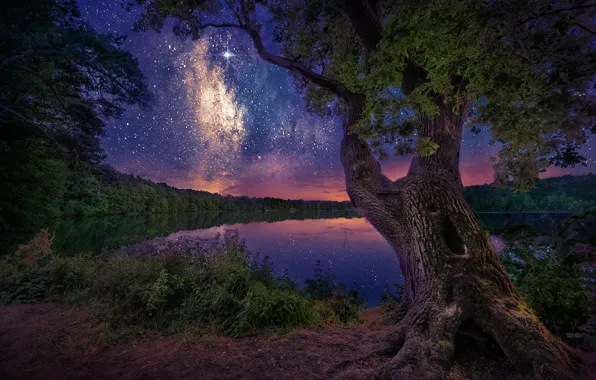 Картинка небо, пейзаж, ночь, природа, озеро, дерево, берег, звёзды