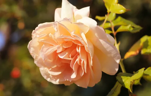 Rose, flower, garden, blooming
