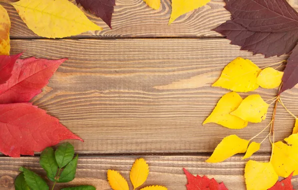 Дерево, colorful, wood, texture, autumn, leaves, осенние листья
