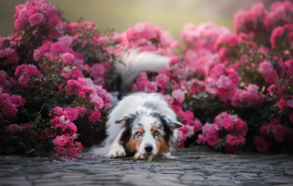 Цветы, розы, собака, Австралийская овчарка, Аусси, розовые кусты