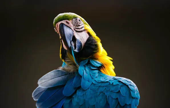 Картинка yellow, blue, macaw, Ara ararauna