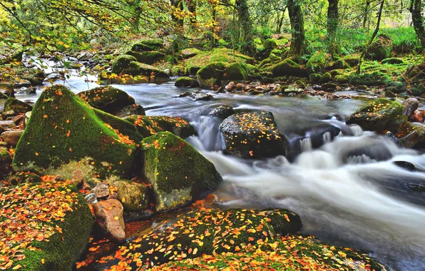 Картинка осень, лес, листья, река, камни, мох