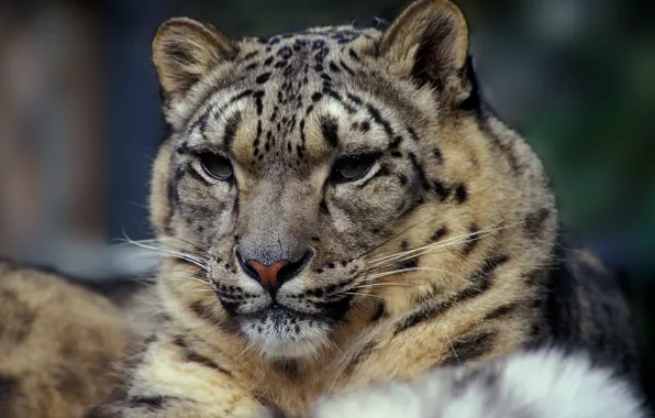 Картинка snow leopards, leopard (animal), brown and black tiger print textile