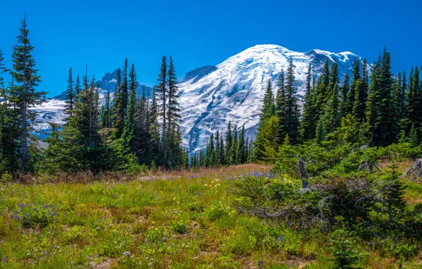 Картинка деревья, пейзаж, горы, США, Mount Rainier National Park