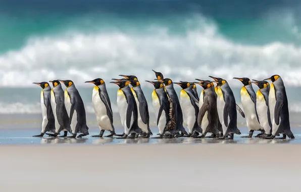Картинка птицы, стая, пингвины, Королевский пингвин