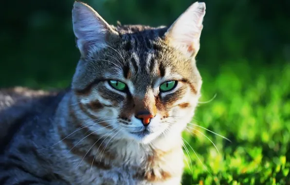 Кот, фон, мордашка, котейка