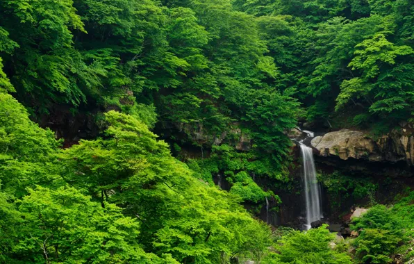 Лес, деревья, камни, скалы, заросли, водопад