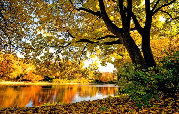 Картинка осень, лес, деревья, ветки, река, листва, желтая