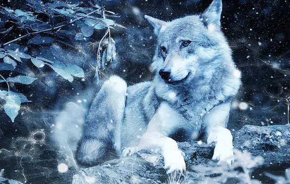 Картинка nature, snow, predator, face, animal, wolf, wildlife, portrait