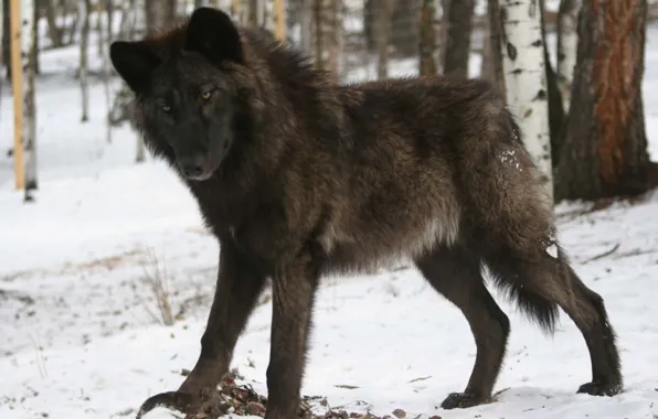Картинка nature, predator, animal, wolf, wildlife, portrait, portrait., Canis lupus. face