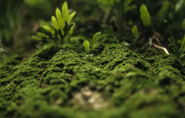 Природа, Растение, Зеленый, Мох, Растения, Nature, Flora, Garden