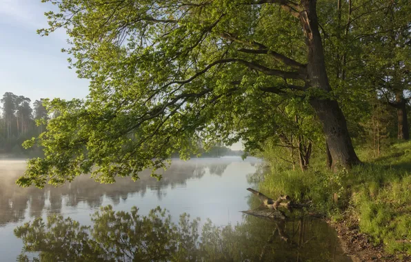 River, trees, water, lake, shadows