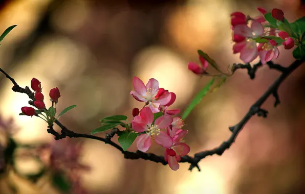 Ветка сакуры, цветение весной, размытость боке
