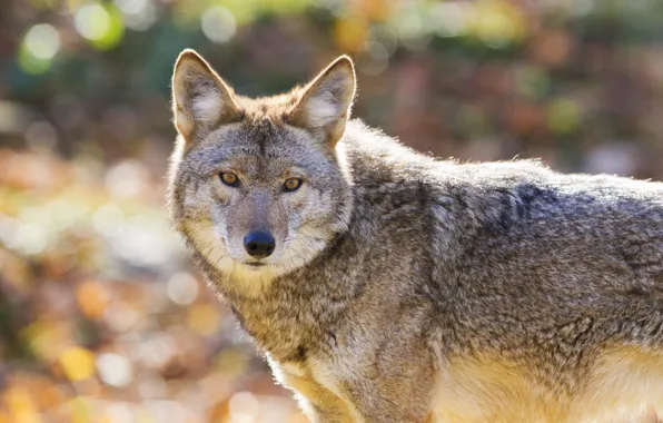 Predator, wolf, coat